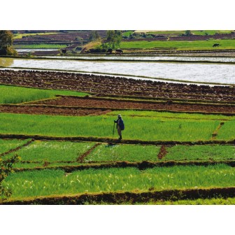 DES HAUTS PLATEAUX AU CANAL DES PANGALANES 14 jours / 12 nuits