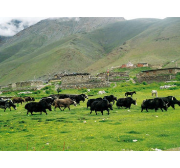 DOLPO TRANSHIMALAYENNE ALTERNATIF 22 jours / 19 nuits