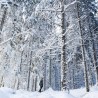 Balade en raquettes à neige au Breitfirst