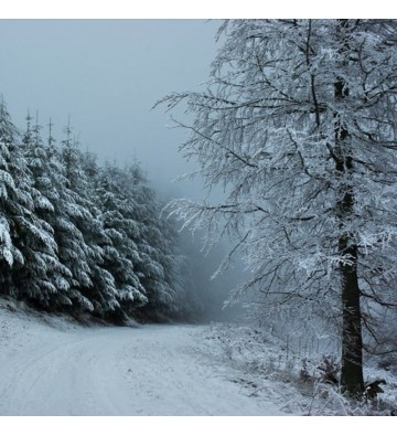 Sortie Raquettes à neige au Storkenkopf    