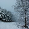 Balade en raquettes à neige au Storkenkopf