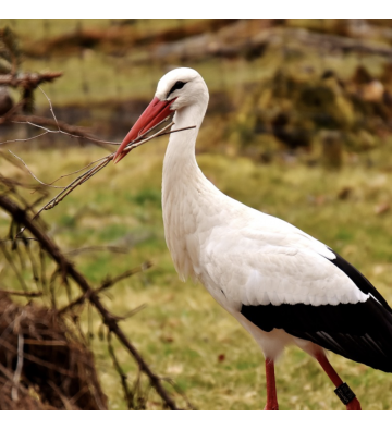 cigogne, emblème alsacien