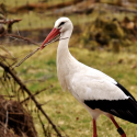 cigogne, emblème alsacien