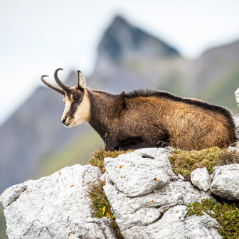 La conquête des chamois