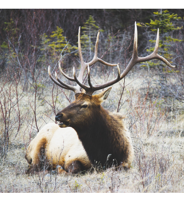 Découverte du brame du seigneur de nos montagnes, le cerf élaphe !