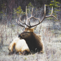 Découverte du brame du seigneur de nos montagnes, le cerf élaphe !