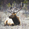 Découvrez le brame du seigneur de nos montagnes, le cerf élaphe !