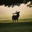 Découverte du brame du seigneur de nos montagnes, le cerf élaphe !