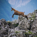 La conquête des chamois