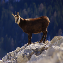 La conquête des chamois