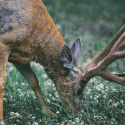 Découverte du brame du seigneur de nos montagnes, le cerf élaphe !