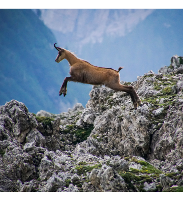 Inoubliable week-end avec nos animaux de nos montagnes !