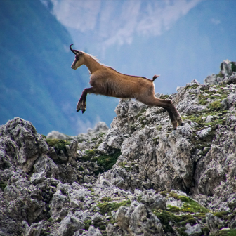 Inoubliable week-end avec nos animaux de nos montagnes !