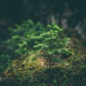 Découverte du brame du seigneur de nos montagnes, le cerf élaphe !