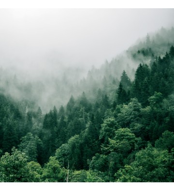 Découverte du brame du seigneur de nos montagnes, le cerf élaphe !