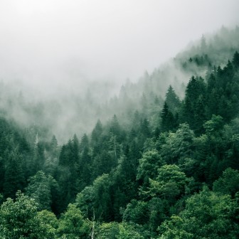 Découverte du brame du seigneur de nos montagnes, le cerf élaphe !