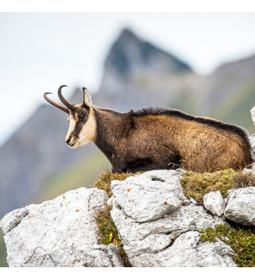 La conquête des chamois