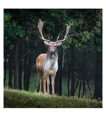 Découvrez le brame du seigneur de nos montagnes, le cerf élaphe !