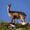 Un week-end inoubliable en compagnie des animaux de nos montagnes !