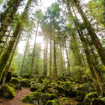 Séjour découverte sylvothérapie dans le massif des Vosges