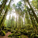 Séjour découverte sylvothérapie dans le massif des Vosges