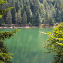 Séjour découverte sylvothérapie dans le massif des Vosges