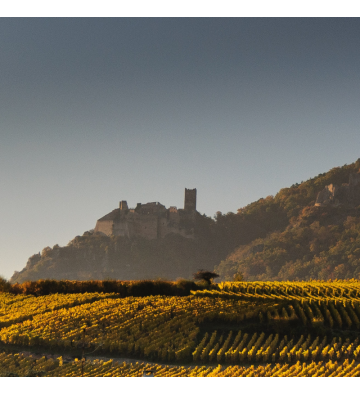 Food tour Colmar : rallye culturel et gourmand entreprise !