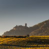 Découverte du vignoble Alsacien