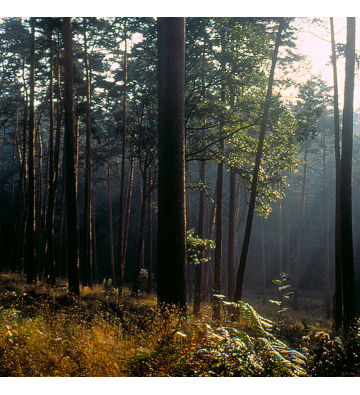 Séjour découverte du massif des Vosges 4 Jours