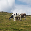 Randonnée sur les chaumes du Markstein