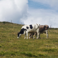 Journée randonnée sur les chaumes du Markstein