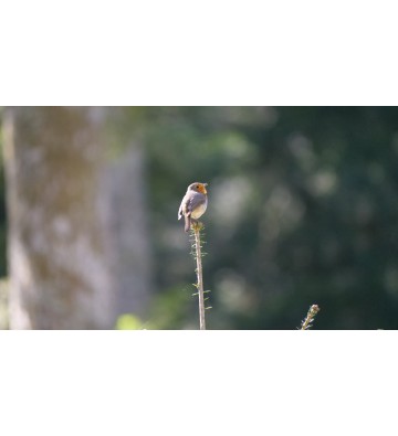 A la découverte des oiseaux