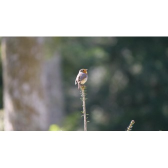A la découverte des oiseaux