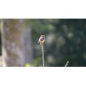 A la découverte des oiseaux