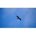 A la découverte des oiseaux