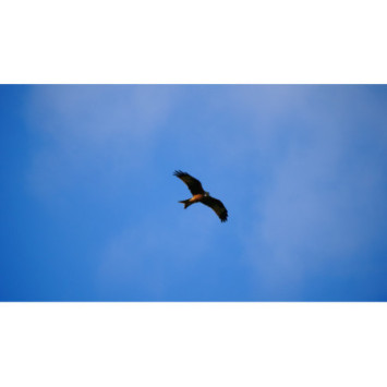 A la découverte des oiseaux