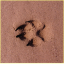 Mission nature : Traces et abris