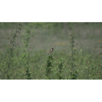 A la découverte des oiseaux