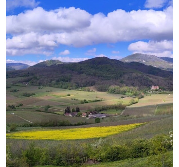 Bergheim, du terroir à la vigne
