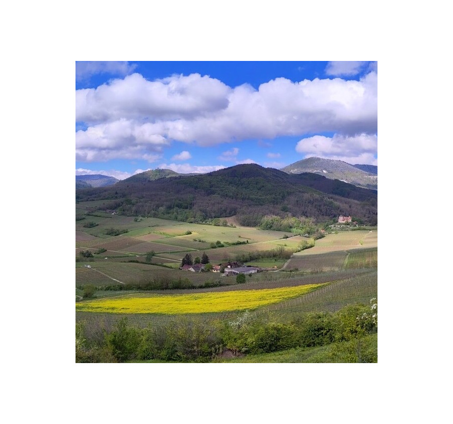 Bergheim, du terroir à la vigne