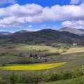 Bergheim, du terroir à la vigne