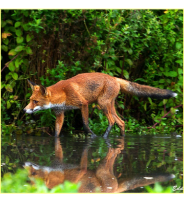 Sur la trace des animaux!