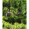 A la rencontre des chamois  et des « Hautes Chaumes »