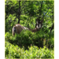 A la rencontre des chamois  et des « Hautes Chaumes »