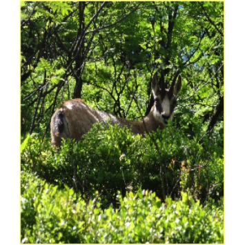 Sortie scolaire : A la rencontre des chamois, en Haute Vosges.