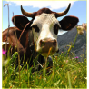 A la découverte de la ferme 