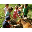 Sortie scolaire : à la découverte de la ferme.