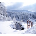 Sortie Raquettes à neige sur les chaumes du Grand Ventron