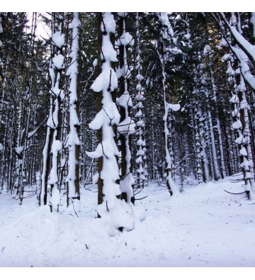 Sortie Raquettes à neige Découverte du Neuntelstein